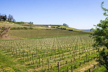 Fototapeta na wymiar vineyards in Saint Emilion, Bordeaux, France