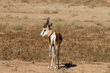 Springbok