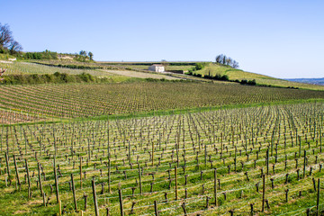 Fototapeta na wymiar vineyards in Saint Emilion, Bordeaux, France