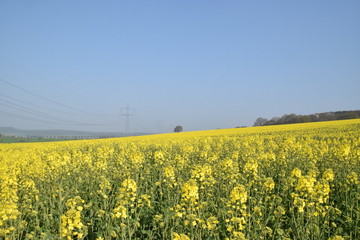 Obraz premium Rapsfeld