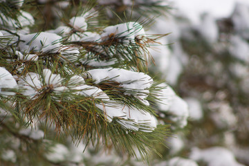 Pine branch with snow