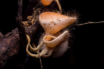 Wild mushrooms growing on dead trees topple