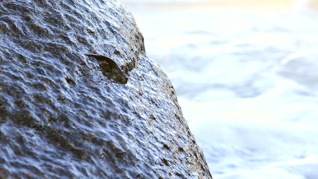 Anabas testudineus creeps on granite boulders and feeds.
