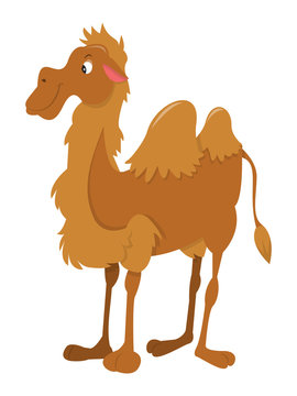Cartoon Happy Camel Standing