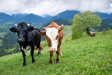 Obraz premium Cows on field. Farm animals