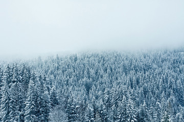 winter forest background