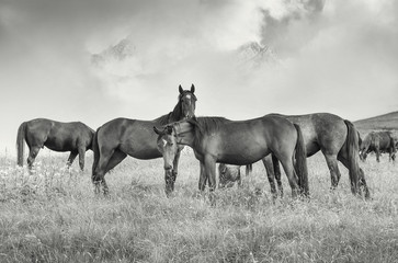 Obraz na płótnie Canvas Horses in mountain valley