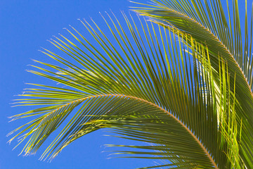 Obraz na płótnie Canvas palme de cocotier sur fond de ciel bleu