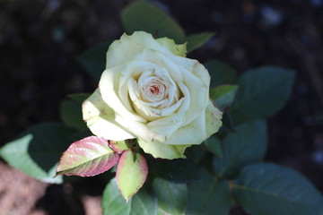 Rose flower close-up