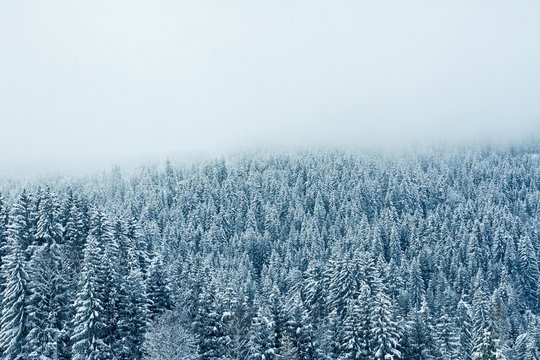 Fototapeta winter forest background