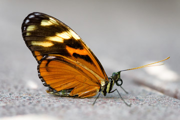 Fototapeta na wymiar Orange Butterfly recovering after falling into the water