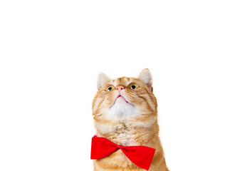 Cat looking up with a red bow - isolated on white.