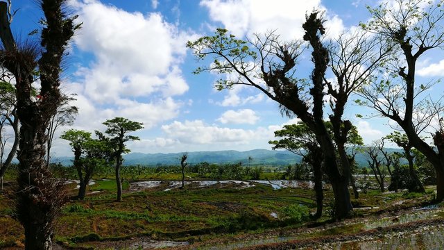 Canlaon Rice Paddies 04