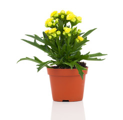 Kalanchoe blossfeldiana flower in pot on white background