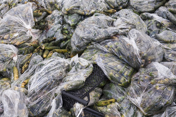Fototapeta na wymiar Rotten cucumbers in plastic sacks on the landfill