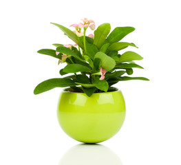 Euphorbia milii (crown of thorns), isolated on white background