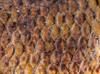 Golden fish scales background. © indigolotos