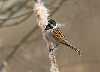 Common reed bunting on the reedmace