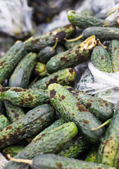 Piles of rotten cucumbers on the landfill