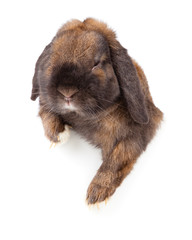 Fototapeta premium rabbit isolated on a white background