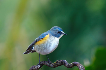 Bird Orange-flanked Bush-Robin Bird on the beautiful perch