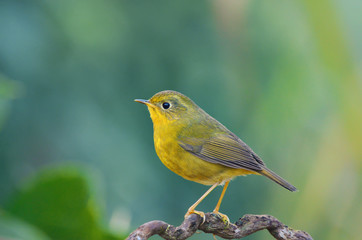 Bird Golden Bush Robin . Bird on the beautiful perch