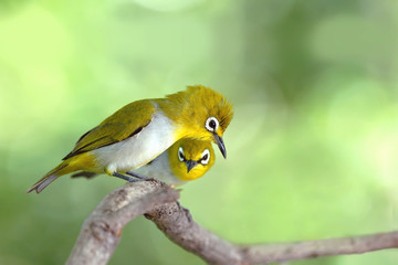Beautiful Bird ,Oriental white-eye . lovely bird on branch