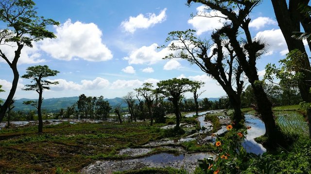 Canlaon Rice Paddies 05