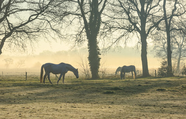 Fototapeta na wymiar Horses in a maedow on a foggy morning in the countryside.
