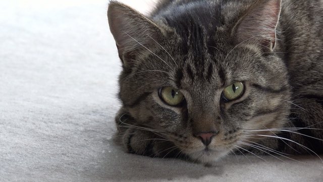 Graue Katze g&auml;hnt