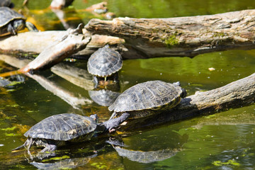 Turtles playing in the water - obrazy, fototapety, plakaty