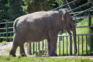 Indian elephant at the zoo © Marcin Michalczyk