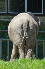 Elephant at the zoo - obrazy, fototapety, plakaty