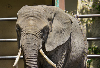 African elephant at the zoo