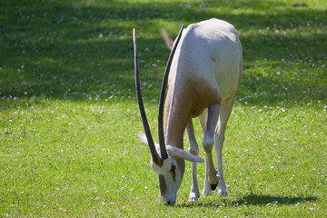 Antelope on the meadow © Marcin Michalczyk