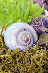 Schnecke im Steingarten