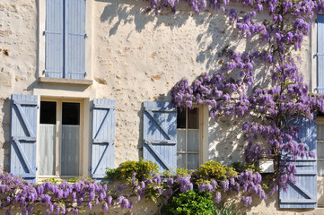 glycine grimpant sur la façade d'une maison