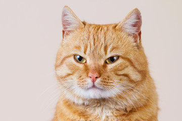 Smiling Cat with evil look,expecting for something