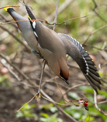 Bohemian waxwing on the bush