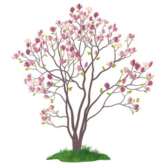 Obraz na płótnie Canvas Magnolia Tree with Flowers and Grass