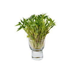 green bean sprouts in glass on white background