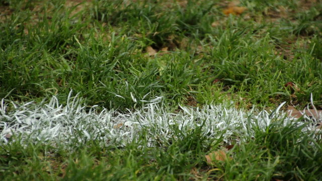 Close up of a white line painted on grass on a windy day. 