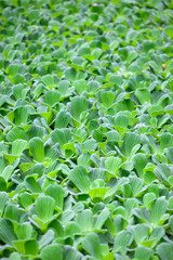 Water lettuce is often called water cabbage