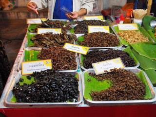 The insects stand, sunday market, Chiang Mai