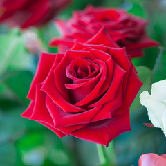 Fototapeta premium Red and white roses in garden