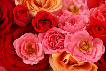 Many bright roses close up