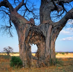 baobab
