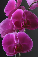 Orchideenblüten