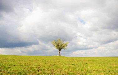 Lonely Tree with Cloudy Blue Sky