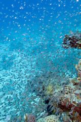 Shoal of glassfishes - Red Sea Sweepers, underwater